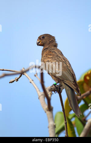 Black parrot (Coracopsis nigra), assis sur une branche, Seychelles, Praslin Banque D'Images