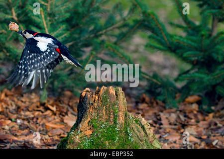 Great spotted woodpecker (Picoides major, Dendrocopos major), le décollage avec une noisette dans le projet de loi d'un arbre s'accrocher, en Allemagne, en Rhénanie du Nord-Westphalie Banque D'Images