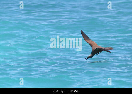 Noddy commun, noddi brun (Anous stolidus), la capture de poissons en vol à partir de la surface de l'eau, les Seychelles, l'Île aux Oiseaux Banque D'Images