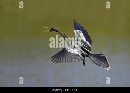 Dard d'Amérique (Anhinga anhinga), battant homme, USA, Floride, en Venise Banque D'Images