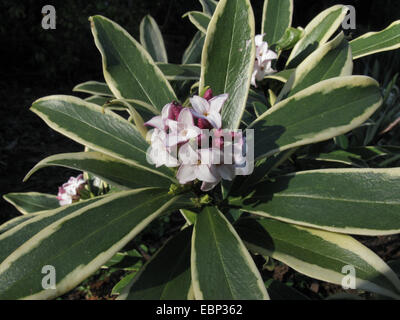 L'hiver, daphné Daphné odorant (L'odora de Daphne 'Marianni', l'odora de Daphne Marianni), le cultivar Marianni, blooming Banque D'Images