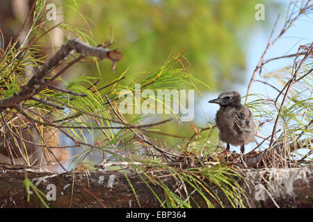 Noddy commun, noddi brun (Anous stolidus), à part entière pas debout sur une branche juvénile, les Seychelles, l'Île aux Oiseaux Banque D'Images