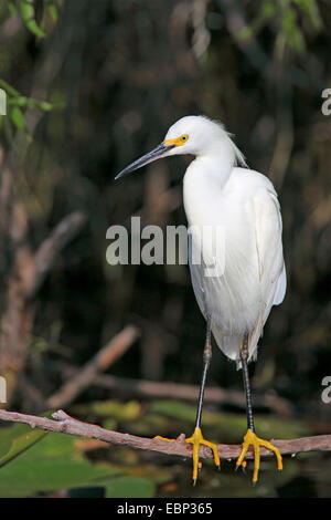 Aigrette neigeuse (Egretta thula), sur une branche, USA, Floride, le Parc National des Everglades Banque D'Images