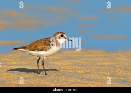 Lesser sand Plover (Charadrius mongolus) juvénile, debout sur la plage, Seychelles, Praslin Banque D'Images