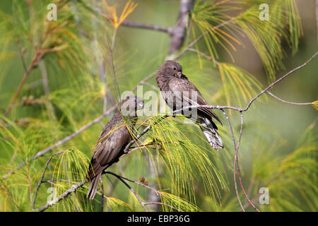 Black parrot (Coracopsis nigra), deux oiseaux adultes assis en elle-chêne, Seychelles, Praslin Banque D'Images