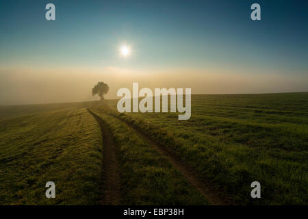 Seul arbre sur un champ dans le brouillard tôt le matin au lever du soleil, de l'Allemagne, la Saxe, Vogtland Banque D'Images