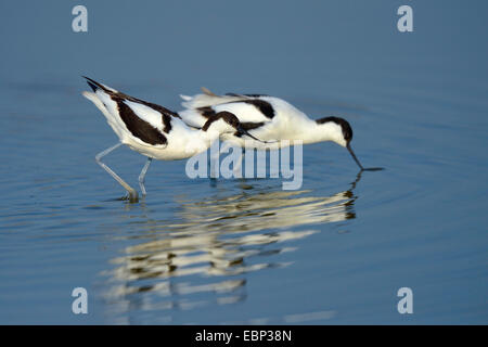 Avocette élégante (Recurvirostra avosetta), couple d'élevage l'alimentation la recherche en eau peu profonde, Pays-Bas Banque D'Images