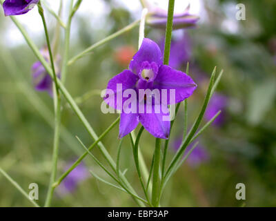 Forking, larkspur Delphinium consolida regalis (champ, Delphinium consolida), fleur, Allemagne Banque D'Images