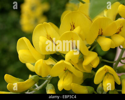 Laburnum commun (Laburnum anagyroides), fleurs Banque D'Images