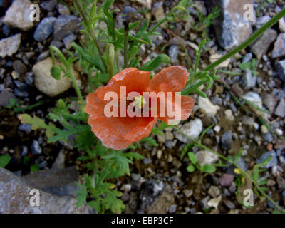 À tête longue, de pavot à opium (Papaver dubium champ), fleur, Allemagne Banque D'Images