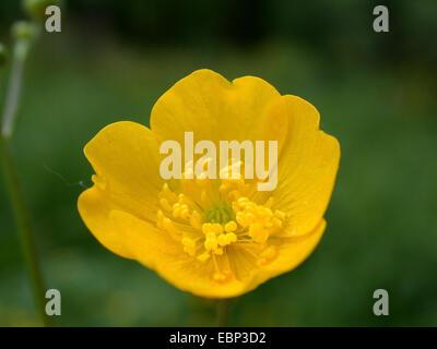 La renoncule âcre, montage vertical meadow crowfoot (Ranunculus acris), fleur, Allemagne Banque D'Images