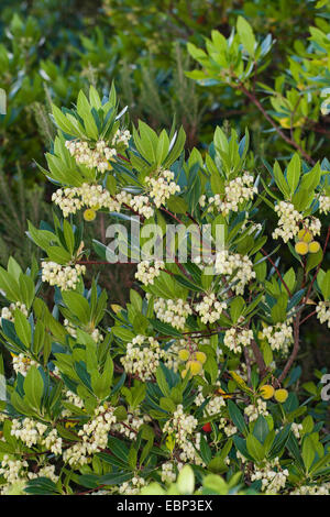 Killarney l'arbousier (Arbutus unedo), la floraison Banque D'Images