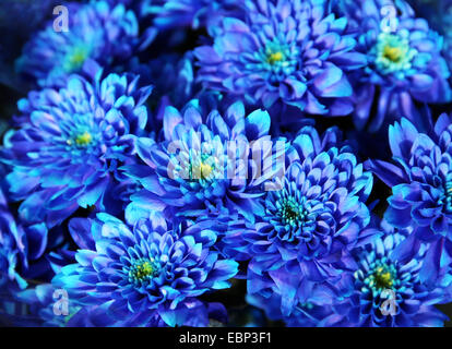 Bouquet de chrysanthèmes d'automne bleu, Close up Banque D'Images