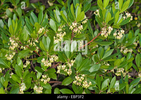 Killarney l'arbousier (Arbutus unedo), la floraison Banque D'Images