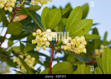 Killarney l'arbousier (Arbutus unedo), la floraison Banque D'Images