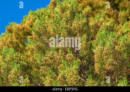 Le genévrier (Juniperus phoenicea phénicien turbinata, Juniperus turbinata), des branches avec des fleurs mâles Banque D'Images