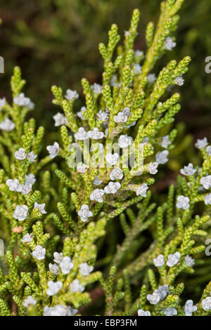 Le genévrier (Juniperus phoenicea phénicien turbinata, Juniperus turbinata), zwig avec cônes immatures Banque D'Images