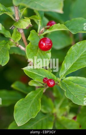 Chèvrefeuille (Lonicera alpigena alpin), branche avec fruits, Allemagne Banque D'Images