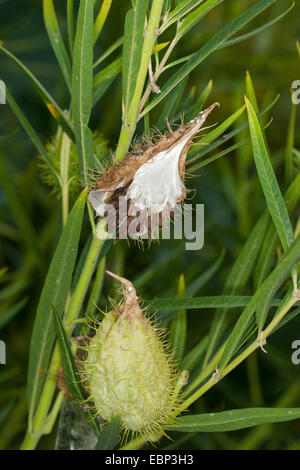 Usine Swan Goose, usine, usine d'oie, l'Asclépiade, Sildweed, coton à feuilles étroites, bush usine Swan Asclépiade, balle de tennis-ballon, Bush, de soies coton-fruit (Gomphocarpus fruticosus, Asclepias fruticosa), fruits Banque D'Images