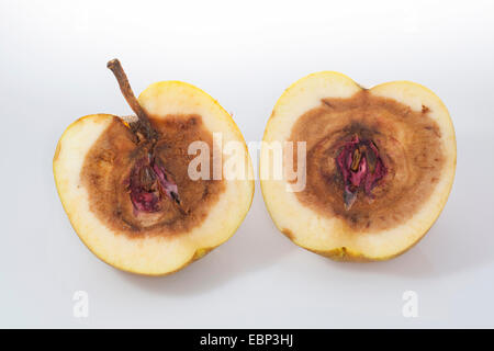 Apple (Malus domestica), apple avec rotten core, causée par Fusarium Banque D'Images