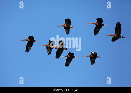 À bec rouge (Dendrocygna autumnalis), flying troop, USA, Floride, en Venise Banque D'Images