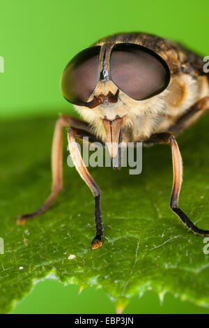 Taon (Tabanus sudeticus), portrait avec des yeux composés et les picotements pièces buccales, Allemagne Banque D'Images