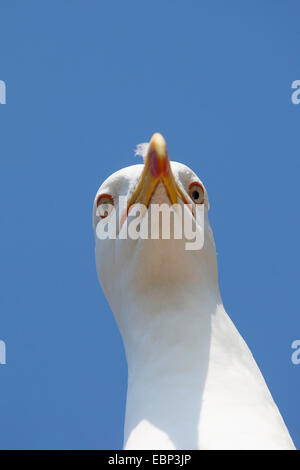 Moindre Goéland marin (Larus fuscus), portrait, Allemagne Banque D'Images