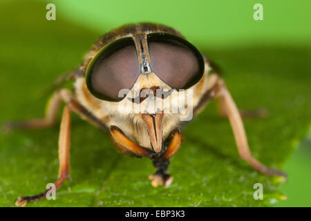 Taon (Tabanus sudeticus), portrait avec des yeux composés et les picotements pièces buccales, Allemagne Banque D'Images