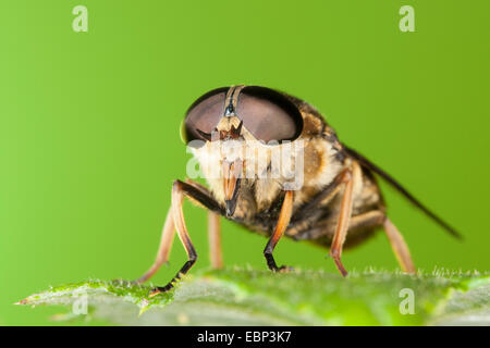 Taon (Tabanus sudeticus), portrait avec des yeux composés et les picotements pièces buccales, Allemagne Banque D'Images