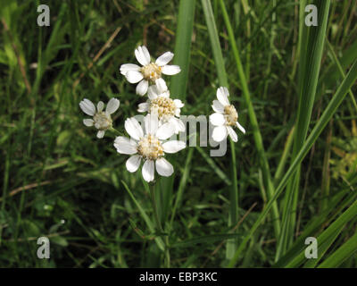 Sneezewort yarrow, faux sneezewort (Achillea achillée ptarmique), la floraison, l'Allemagne, Rhénanie du Nord-Westphalie Banque D'Images