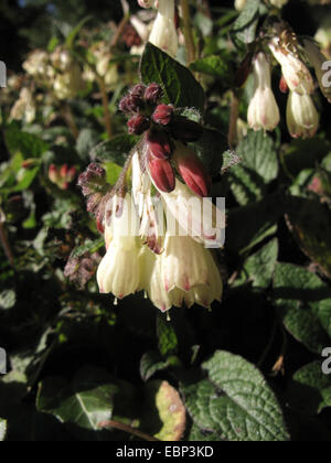 Consoude (Symphytum grandiflorum nain), fleurs Banque D'Images