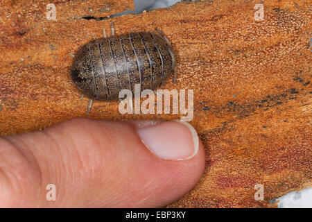 Cloportes vulgaires, comprimé bug (Helleria brevicornis), avec une comparaison de taille de doigt, France, Corse Banque D'Images