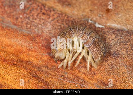 Cloportes vulgaires, comprimé bug (Helleria brevicornis), rouler, France, Corse Banque D'Images