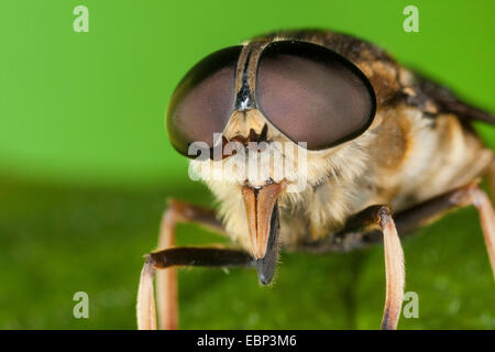 Taon (Tabanus sudeticus), portrait avec des yeux composés et les picotements pièces buccales, Allemagne Banque D'Images