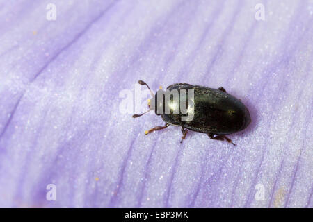 Méligèthe (Meligethes aeneus, Brassicogethes aeneus), se trouve sur le pétale d'une fleur de crocus, Allemagne Banque D'Images