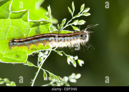 Laquais, laquais européens communs, lackey (Malacosoma neustrium Malacosoma la neustria, caterpillar), qui se nourrit d'une feuille d'ortie, Allemagne Banque D'Images