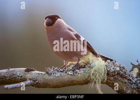 Colvert, Canard colvert, le nord du bouvreuil (Pyrrhula pyrrhula), femme assise dans une lichened twig, Norvège, Trondheim Banque D'Images