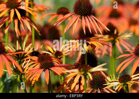 Échinacée angustifolié (Echinacea angustifolia), blooming Banque D'Images