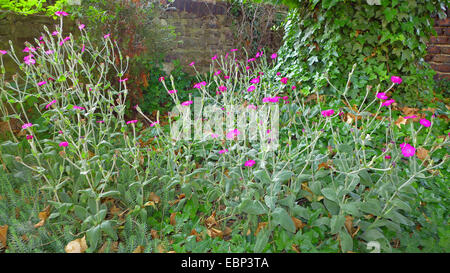 Rose Campion, couronne rose, rose de Molène, Dusty Miller (Lychnis coronaria, Silene coronaria), qui fleurit dans un lit de fleur Banque D'Images