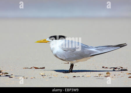 Une plus grande sterne huppée (Thalasseus bergii, Sterna bergii), se dresse sur la plage, les Seychelles, l'Île aux Oiseaux Banque D'Images