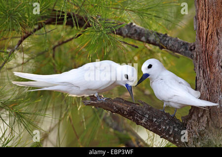 La sterne blanche (Gygis alba), la paire est assis dans un arbre, les Seychelles, l'Île aux Oiseaux Banque D'Images