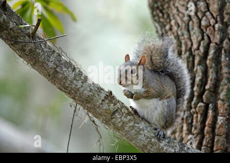 L'écureuil gris, l'écureuil gris (Sciurus carolinensis), assis sur une branche dans un arbre, USA, Floride Banque D'Images