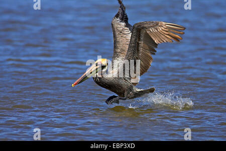 Pélican brun (Pelecanus occidentalis), s'envole à partir de l'eau, aux États-Unis, en Floride, le Parc National des Everglades Banque D'Images