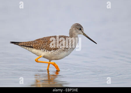 Grand chevalier (Tringa melanoleuca), patauge en eau peu profonde, USA, Floride Banque D'Images