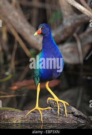 Purple gallinule purple gallinule d'Amérique, (Gallinula madleine, Porphyrula martinica, Porphyrio martinica), oiseau sur une pierre dans l'eau, aux États-Unis, en Floride, le Parc National des Everglades Banque D'Images