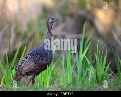 La Turquie commun (Meleagris gallopavo), homme, USA, Floride Banque D'Images