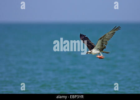 Osprey, le poisson hawk (Pandion haliaetus), flying osprey avec un poisson dans la griffe, USA, Floride Banque D'Images