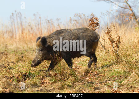 Le sanglier, le porc, le sanglier (Sus scrofa), wild semer en mars, en Allemagne, en Rhénanie du Nord-Westphalie, Rhénanie-Palatinat Banque D'Images