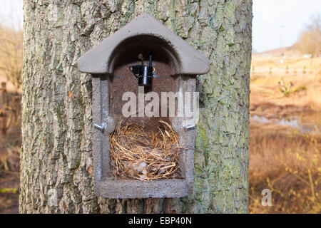 Fort d'oiseaux, nichoir avec caméra dans le nichoir qui peuvent transférer des photos de ce qui se passe à un écran, Allemagne Banque D'Images