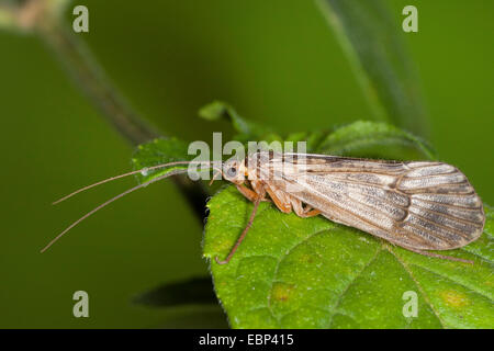 Caddis fly (Halesus spec.), sur une feuille, Allemagne Banque D'Images